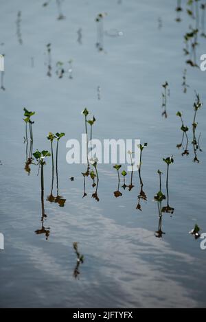 Pflanzen, die während des Hochwassers unter Wasser sprießen. Schöne Reflexionen und Schatten auf dem Wasser. Stockfoto