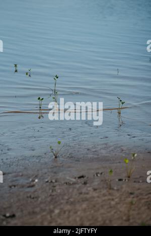 Pflanzen, die während des Hochwassers unter Wasser sprießen. Schöne Reflexionen und Schatten auf dem Wasser. Stockfoto