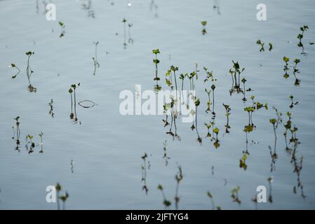 Pflanzen, die während des Hochwassers unter Wasser sprießen. Schöne Reflexionen und Schatten auf dem Wasser. Stockfoto