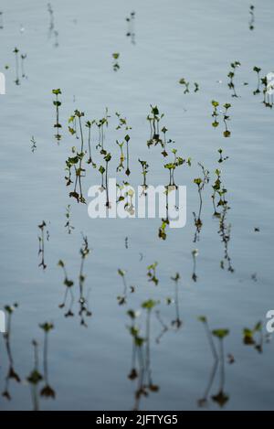 Pflanzen, die während des Hochwassers unter Wasser sprießen. Schöne Reflexionen und Schatten auf dem Wasser. Stockfoto