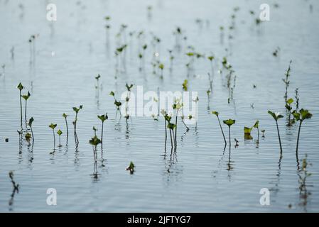 Pflanzen, die während des Hochwassers unter Wasser sprießen. Schöne Reflexionen und Schatten auf dem Wasser. Stockfoto