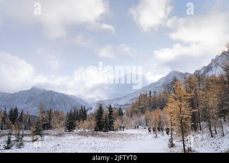 Goldene Lärchen bedeckt von erstem Schnee und umgeben von Bergen, Kananaskis, Kanada Stockfoto