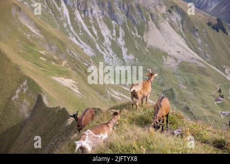 Eine Herde Bergziegen auf einem grasbewachsenen Berg auf dem Land Stockfoto