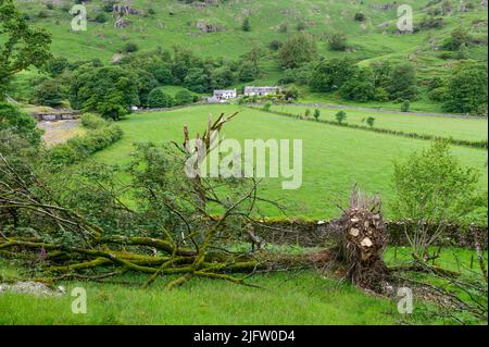 Sturmschaden in Tilberthwaite in der Nähe von Coniston Cumbria Stockfoto