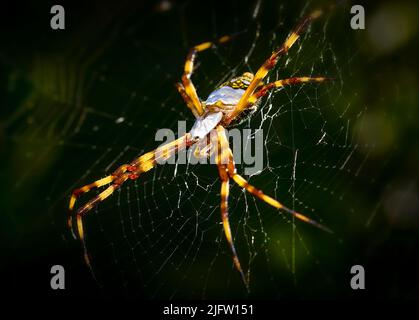 Eine silberne Gartenspinne sitzt in ihrem Netz und wartet in den Everglades in Florida auf Beute. Stockfoto