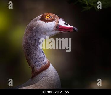 Ein Porträt einer schönen ägyptischen Gans bei Sonnenuntergang. Stockfoto