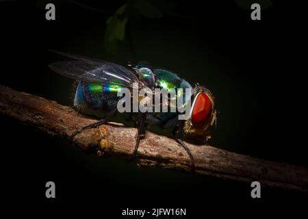 Eine grüne Flasche fliegen Barches ona. Kleiner Zweig in diesem Makro-Foto. Stockfoto