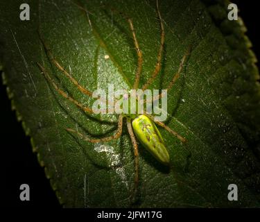 Ein Blick über den Kopf einer Green Lynx Spinne auf einem Blatt in den Florida Everglades. Stockfoto