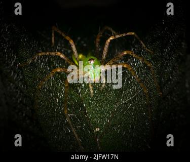 Eine Green Lynx Spinne spinnt kein Netz, sondern wartet auf Beute, die ihren Weg überquert. Stockfoto