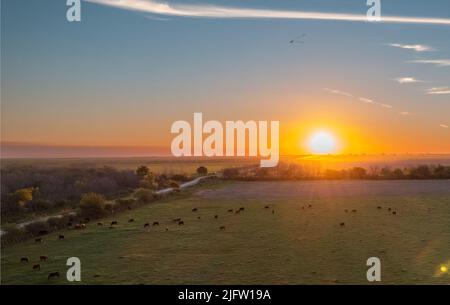 Luftaufnahme eines schönen Sonnenuntergangs in einem Feld von Buenos Aires, Argentinien. Kühe grasen darauf, während die Sonne unter dem Horizont sinkt. Stockfoto