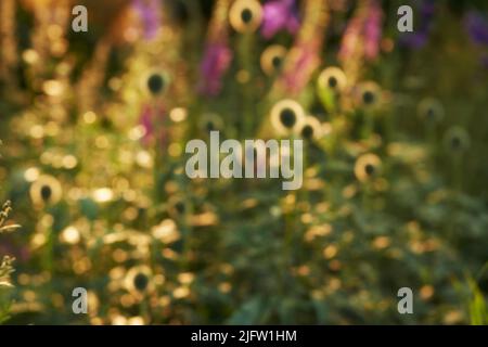 Kopierraum, unscharfe, verschwommene Ansicht einer grünen Pflanze und lila Blumen in einem Garten an einem sonnigen Tag. Unfokussiertes Bild eines grünen üppigen im Hinterhof Stockfoto