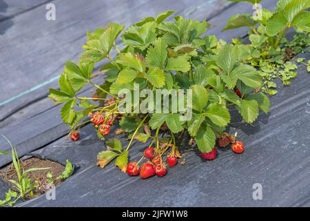 Perforierte Mulchfolie Erdbeere Anbau Obst Plantation Landwirtschaft Stockfoto