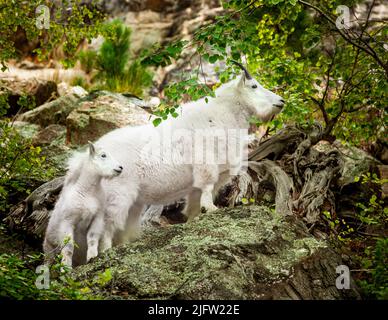 Mountain Goat Nanny und Kid posieren auf einem Felsen Stockfoto