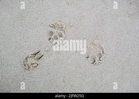 Nahaufnahme über einem Hund oder Katze Fußabdruck am Ufer des Strandes. Kleine niedliche kleine Tierpfoten-Prints, die außen in den feuchten und feuchten Sand eingraviert sind Stockfoto