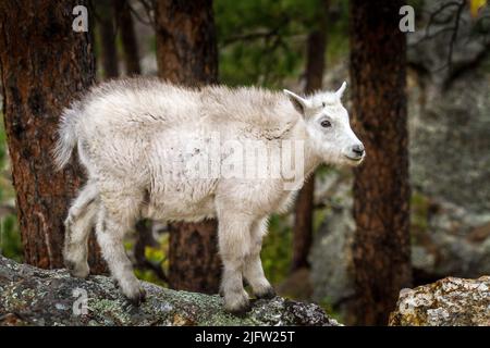 Ziegenkind auf dem Felsen Stockfoto