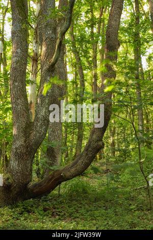 Große Bäume in einem grünen Wald im Frühjahr. Alte strukturierte Baumstämme in einem abgelegenen Dschungel, umgeben von viel üppigem Grün, Blättern und Pflanzen. Wunderschön Stockfoto