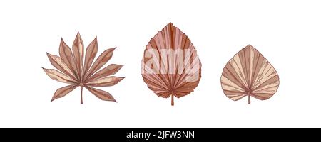 Satz getrockneter Palmenblätter, isoliert auf Weiß. Vektorgrafik im Skizzenstil Stock Vektor