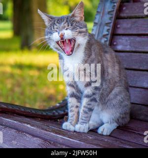 Die Katze öffnete ihren Mund weit Stockfoto