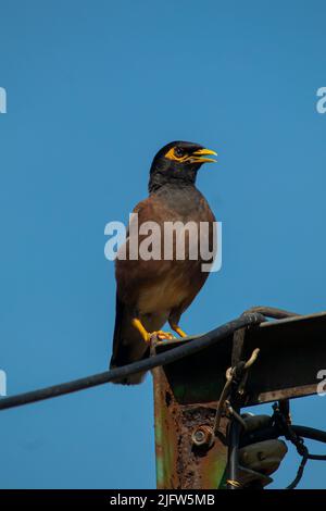 Ein gewöhnlicher indischer Myna-Vogel sitzt auf einer eisernen Ritt, Nahaufnahme mit wunderschönem blauen Himmel Stockfoto