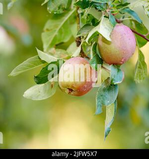 Nahaufnahme von roten Äpfeln, die auf einem Ast mit Apfelbaum-Stamm auf einer Obstbauernhof in abgelegener Landschaft mit Bokeh reifen. Anbau von frischen, gesunden Snack-Obst für Stockfoto