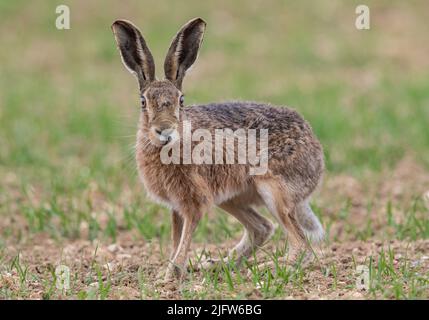 Eine Nahaufnahme eines wilden braunen Hase, der auf der Frühjahrskulturen der Landwirte aufsticht. Suffolk, Großbritannien. Stockfoto