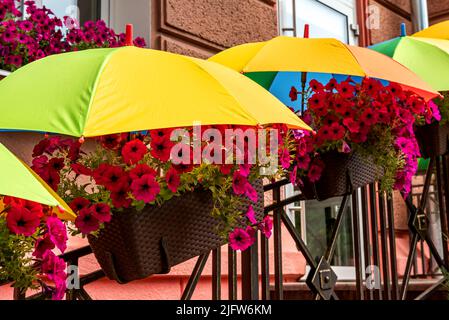 Die Blumen im Blumenbeet sind von der sengenden Sonne mit Sonnenschirmen bedeckt. Blühende Pflanzen gedeihen in der Hitze Stockfoto