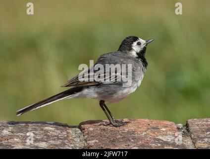 Eine Nahaufnahme eines frechen, kleinen Riedschwanzes (Motacilla alba), die alle vor klarem Hintergrund aufgewirbelt wurden. Suffolk, Großbritannien . Stockfoto