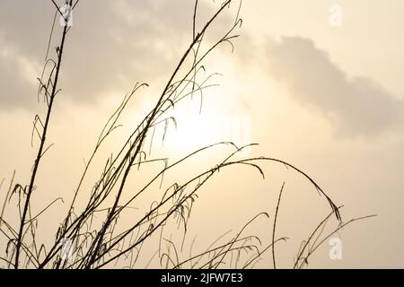 Die Silhouette von Pflanzen vor dem gelben Abendhimmel. im Hintergrund der goldene Himmel Stockfoto