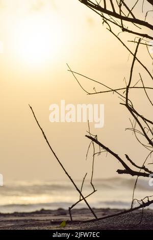 Die Silhouette von Pflanzen vor dem gelben Abendhimmel. im Hintergrund der goldene Himmel Stockfoto