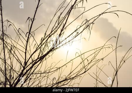 Die Silhouette von Pflanzen vor dem gelben Abendhimmel. im Hintergrund der goldene Himmel Stockfoto