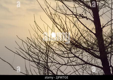 Die Silhouette von Pflanzen vor dem gelben Abendhimmel. im Hintergrund der goldene Himmel Stockfoto