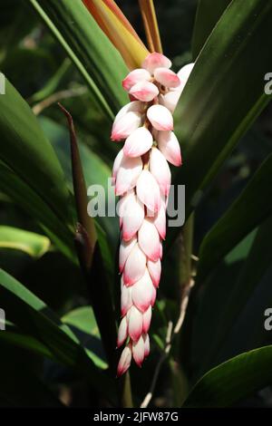 Alpinia zerumbet allgemein bekannt als Shell Ginger auf Blick auf den Botanischen Garten, Puerto de La Cruz, Teneriffa, Kanarische Inseln Stockfoto