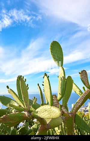 Grüner Birnenkaktus wächst gegen blauen Himmel mit Wolken und Kopieplatz im Table Mountain National Park, Südafrika. Lebendige opuntia Sukulente Stockfoto