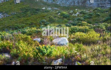 Copyspace mit landschaftlicher Aussicht auf Gras, Büsche und Sträucher, die auf einem abgelegenen Wanderweg am Tafelberg in Kapstadt, Südafrika wachsen. Üppig Stockfoto