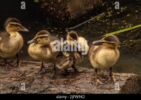 Vier Entchen auf einem Balken Stockfoto