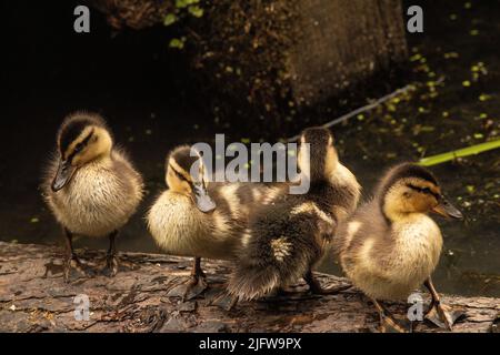 Vier Entchen auf einem Balken Stockfoto