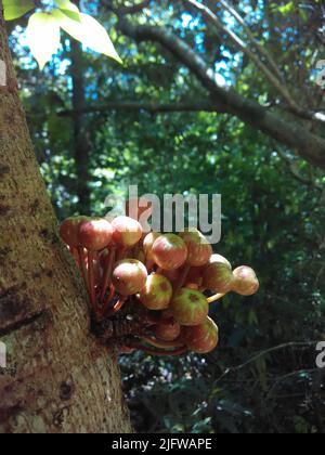 Nahaufnahme der Ficus fistulosa, die unter dem Sonnenlicht an einem Baum hängt. Eine asiatische Feigenbaumart aus der Familie der Moraceae. Stockfoto