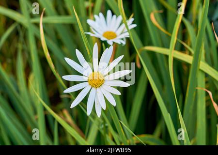 Ein Blick auf eine blühende lange gemeine Gänseblümchen-Blume mit Dampf und Gelb in der Mitte. Eine Nahaufnahme von weißen Gänseblümchen mit langen Stielblättern. Eine Gruppe von Stockfoto