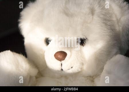 Ein flauschiger weißer Teddybär Stockfoto