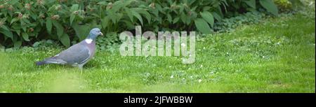 Landschaftsansicht eines Gartens mit langen Blättern und einer Taube. Ein Bild einer Taube, die auf einem Grasfeld ruht. Taube steht auf grünem Grasboden bei Stockfoto