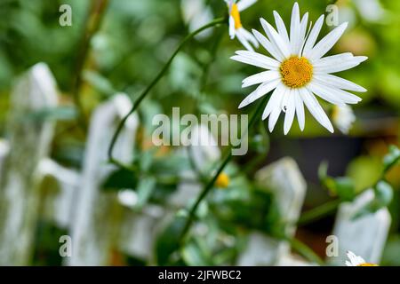 Ein Blick auf eine blühende lange gemeine Gänseblümchen-Blume mit Dampf und Gelb in der Mitte. Eine Nahaufnahme von weißen Gänseblümchen mit langen Stengelblättern Stockfoto