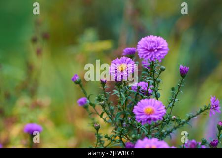 Lila Astern blüht im Sommer in einem grünen botanischen Garten. Blühende Pflanzen blühen in ihrer natürlichen Umgebung im Frühling. Wunderschön Stockfoto