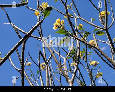 Niedriger Winkel von Plumeria Bäumen über blauem Himmel. Bekannt als Frangipani, eine Gattung blühender Pflanzen aus der Unterfamilie Rauvolfioideae. Schönes Wetter. Stockfoto