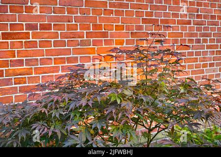 Grüne japanische Ahornpflanze an einer Blockwand in einem kleinen Garten. Junger grüner Ahorn wächst an einer braunen Wand. Zweige und hellmagentafarbene Blätter Stockfoto