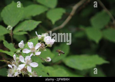Bienen sammeln Pollen in einem Steinbruch in südwales Stockfoto