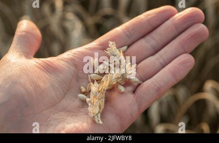 Die Hand eines Mannes, der eine Ähre von Mais und Getreide in einem Weizenfeld hält. Inspektion der Erntebereitschaft durch die Bauern Stockfoto