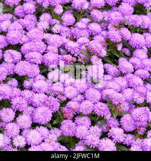 Schöne lila Aster Blumen wachsen im botanischen Garten im Freien in der Natur von oben. Helle und lebendige Pflanzen blühen in einem natürlichen Stockfoto