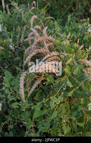 Feldweed, Bindweed in einem Feld unter Weizenohren, Unkraut verwickeln Weizen, Probleme in der Landwirtschaft Stockfoto