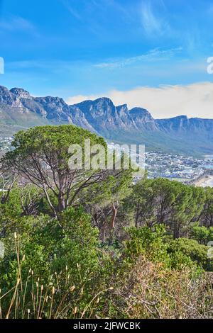 Kopieren Sie den Raum mit den zwölf Aposteln am Tafelberg in Kapstadt vor einem blauen Himmel. Tolle Aussicht auf Pflanzen und Bäume, die um ein wachsen Stockfoto