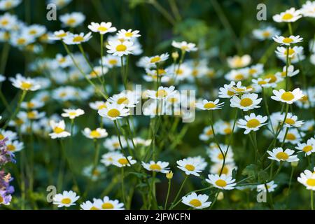 Viele Gänseblümchen wachsen in einem malerischen grünen botanischen Garten. Leuchtend weiße marguerite blühende Pflanzen auf einem grasbewachsenen Feld im Frühjahr. Hübsche Blumen Stockfoto